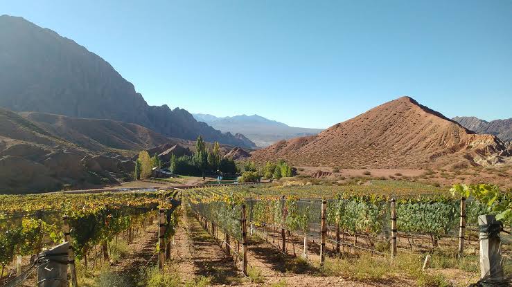 Viñedo con montañas de Mendoza al fondo
