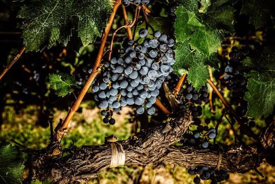 Uvas tintas en la vid
